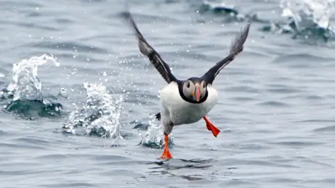 PA Media Puffin taking flight from the sea