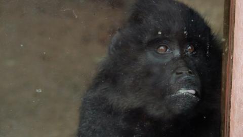 Endangered monkeys being kept as pets, says sanctuary owner - BBC News