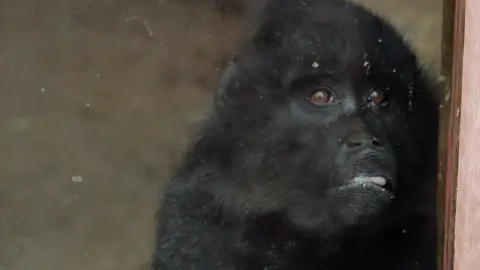 BBC A monkey at the Wales Ape and Monkey Sanctuary in Swansea Valley