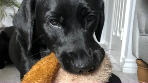 Guide Dogs Cymru Clover with a toy