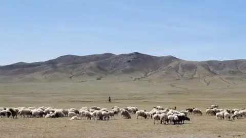 Beth Timmins Cashmere goat herding