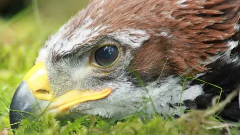 Ruth Tingay Golden eagle Fred