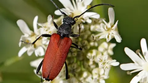 Chevaillot Beetle