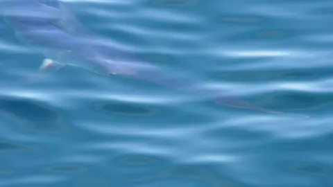 MWDW/BRYONEY MANLEY Swordfish head under water