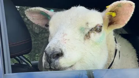 Cambridgeshire Constabulary Sheep looks out of police car window