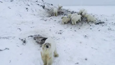 WWF A group of polar bears and cubs spotted near Ryrkaypiy