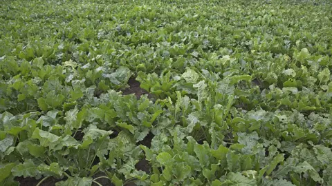 Getty Images Sugar beet