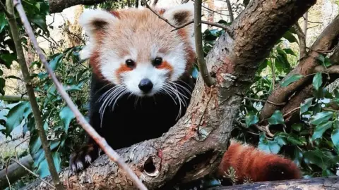 CURRAGHS WILDLIFE PARK Red panda Aria in a tree