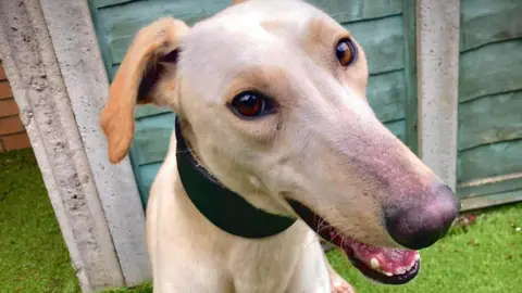 Bristol Animal Rescue Centre Soldier after treatment