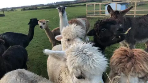 Northumbria Police Larry with the alpaca flock