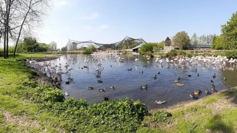 Phoebe Vaughan Birds at an enclosure at Slimbridge