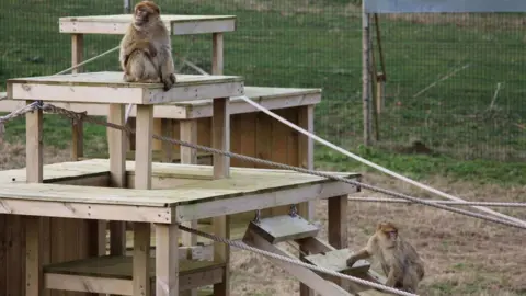 Jimmy's Farm Barbary Macaques