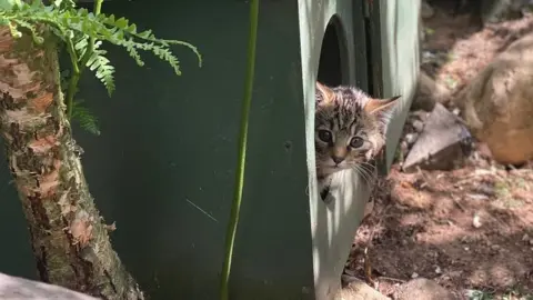 RZSS Wildcat kitten at Highland Wildlife Park