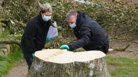 PA Media Two Northumbria Police forensic officers inspect the fallen tree