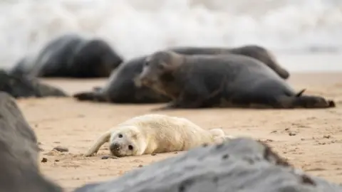 PA Media Seal pup and adult seals at Horsey