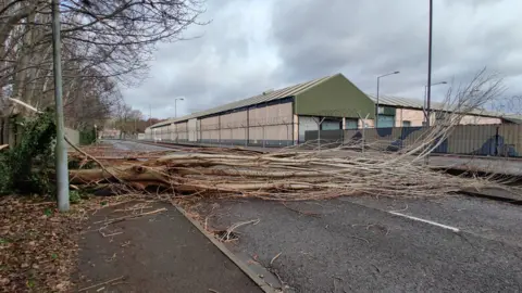 Fallen tree blocking road