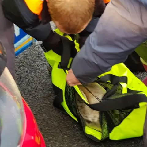 Sjoukje Terpstra seal in bag