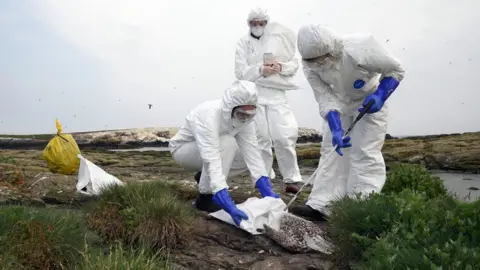 PA Media Three workers in PPE pick up a dead bird on the Farne Islands