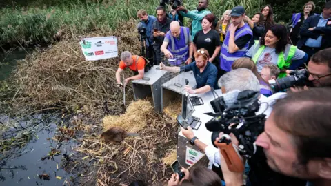 PA Media The beavers being released into the wetlands in west London in front of media and Sadiq Khan