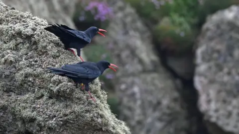 Kevin Bowers/National Trust Cornish choughs