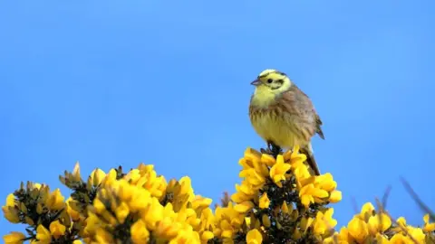 Nick Collins Yellowhammer