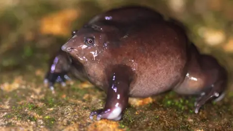 Sandeep Das/ZSL The little-known purple frog