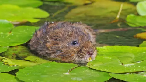 Getty Images Water vole in Wiltshire