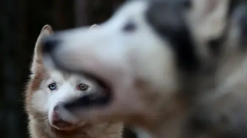 Russell Cheyne/Reuters Huskies