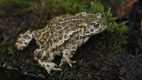 South Downs Centre Natterjack Toad