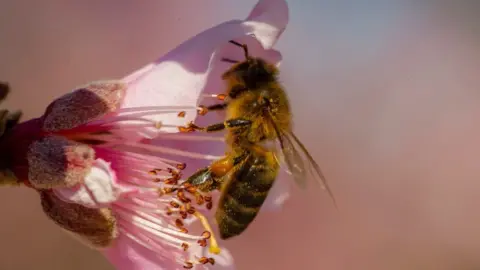 EPA-EFE/REX/Shutterstock Bee on a flower