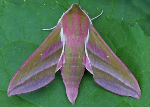 Paul Rule Elephant moth