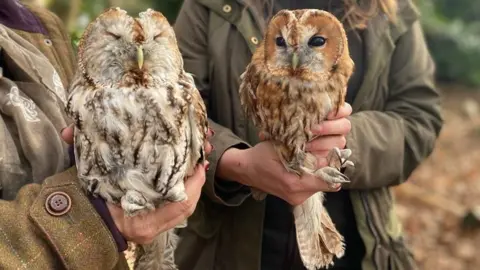 Anna Louise Claydon/BBC Snowball and Wotsit, the tawny owls