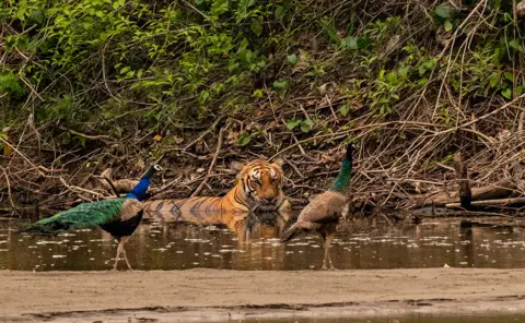 Deepak Rajbanshi Tiger and two peacocks