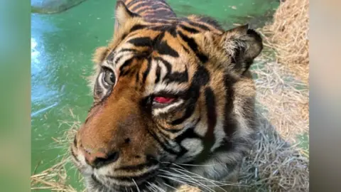 Shepreth Wildlife Park Tiger after eye operation