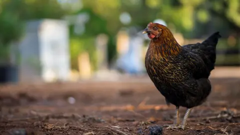 Getty Images hen picture