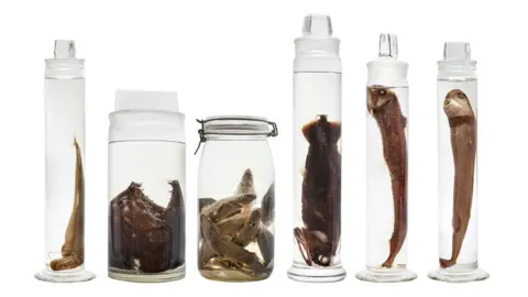 Harry Taylor/NHM Specimens