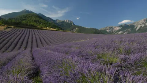 Distillerie des 4 Valees French lavender