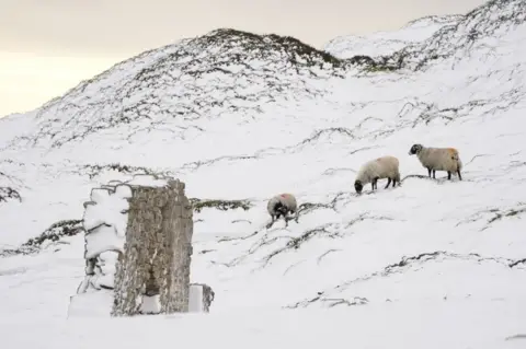 Danny Lawson/PA Media Sheep graze in a snow covered field near High Green in the Yorkshire Dales, amid freezing conditions in the aftermath of Storm Arwen.