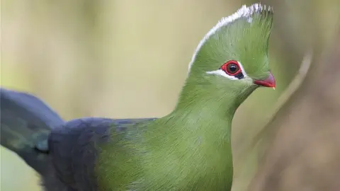 Daniel J Field Knysna Turaco (Tauraco corythaix), Wilderness, Western Cape, South Africa