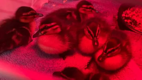 MANX WILD BIRD AID Ducklings under a heat lamp
