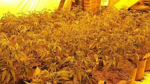 Nottinghamshire Police Cannabis plants