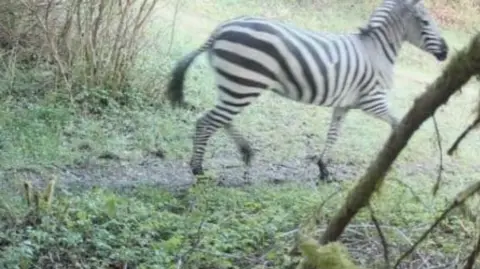 The female zebra was last spotted on Thursday