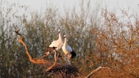 Malcoom Green A pair of storks on nest three