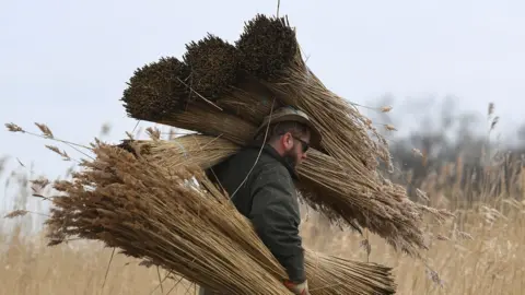 PA Reed cutter Lawrence Watts carries freshly cut bundles of reed