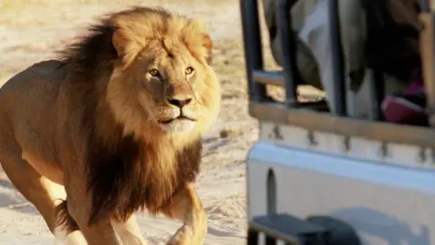 Getty Images Cecil the lion