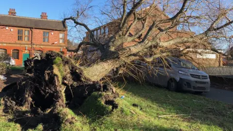 BBC A fallen tree in Hebburn