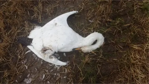 Daniel Moloney - BirdWatch Ireland dead whooper swan