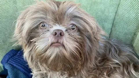 Edward Jones Teacup Shih Tzu dog