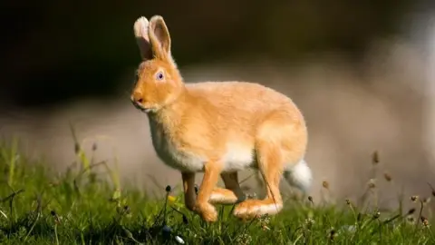 Northcoast Nature  Golden hare