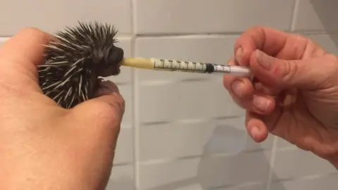 Brinsley Animal Rescue Brinsley Animal Rescue